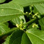 Pesquisa encontra canabidiol em planta comum presente no Brasil.
