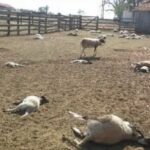 Projeto de Lei propõe política sanitária para conter ataques de cães a rebanhos na zona rural da Bahia