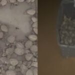 Mais de 100 filhotes de tartaruga marinha são resgatados na praia de Piatã, em Salvador