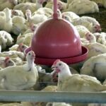 Minas Gerais decreta emergência após caso de gripe aviária em pássaro ornamental