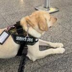 Justiça marca audiência após TAP negar embarcar cão de criança autista