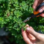 A planta aromática que ajuda o intestino a funcionar corretamente e mata germes