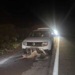 Onça-parda é atropelada na BA-052, entre Morro do Chapéu e o contorno de Cafarnaum.
