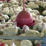 Brasil pode retomar exportações de carne de frango em 28 dias.