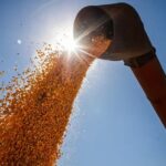 Com previsão 336 milhões de toneladas, Brasil poderá ter novo recorde na produção de grãos na safra 2024/2025