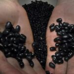 Preços de arroz e feijão acumulam queda de dois dígitos com safra maior no Brasil