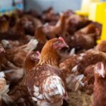 Goiás confirma 1º caso de gripe aviária em galinhas criadas em quintal no interior do estado