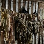 Adab apreende 1,5 tonelada de carne clandestina e polícia prende homem por crime ambiental no Sul da Bahia