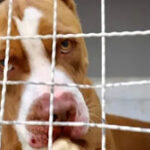 SC restringe circulação e criação de cães da raça pitbull