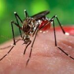 OMS alerta para risco global de surto do vírus chikungunya