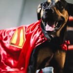 Bahia entra em campo com cães disponíveis para adoção em ação inspirada no “Superman”