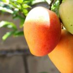 Manga fica de fora de lista de exceções do tarifaço de Trump; fruta é o principal produto exportado pela Bahia aos EUA
