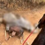Cavalo morre após ter patas cortadas em Bananal: veja o que pode acontecer com suspeito do crime.