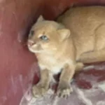 CIPPA resgata gato-mourisco ameaçado de extinção em povoado de Irecê