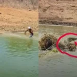 Pirarucu de 40 quilos é pescado em açude no sertão do Ceará.