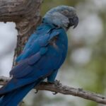 Criadouro baiano nega apreensão de ararinhas-azuis e afirma que a espécie é “resistente” a circovírus