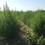 Consumo de Cannabis entre meninas triplica em 10 anos e chega a 7,9%, diz Unifesp