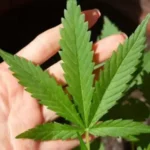 Anvisa discute regras para produção de cannabis medicinal no Brasil.