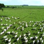 Pecuária brasileira usa por ano mais água do que SP, RJ, BA, PR e DF somados, diz estudo