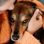 Bahia ocupa a 4ª colocação em número de inquéritos por maus-tratos contra animais, aponta Escavador