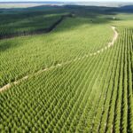 Silvicultura de precisão impulsiona qualidade e desempenho das mudas de eucalipto na Bahia