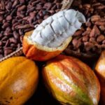 Após pleito de produtores, Ministério suspende importação de cacau da Costa do Marfim