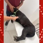 Cachorro morre e outro fica ferido após serem alvos de tiros de espingarda na Bahia