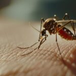 Ciência revela verdadeiro motivo dos mosquitos escolherem suas vítimas e fator decisivo impressiona