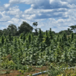 Polícia Civil erradica plantação com 180 mil pés de maconha em Bonito, na Chapada Diamantina