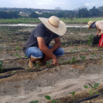 Garantia-Safra 2024/2025: agricultores de Utinga e Wagner receberão o benefício a partir de março de 2026
