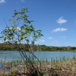 Projeto Rio Memória é lançado para resgatar a história do Rio Utinga (BA).