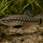 Nova espécie de peixe é descoberta em Utinga, mas já está ameaçada de extinção, alerta pesquisador da Uefs