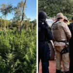 Roça com aproximadamente 50 mil pés de maconha é encontrada por força integrada em Muquém do São Francisco