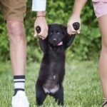 Lei sancionada regulamenta guarda compartilhada de animais de estimação na separação de casais; veja regras