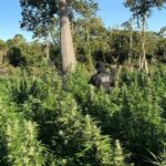 Operação policial encontra 50 mil pés de maconha no Oeste da Bahia