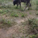 Polícia investiga suposta tentativa de abate clandestino de gado na zona rural de Macajuba