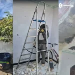 Idosa fica em estado grave após ataque de abelhas em Riachão do Jacuípe