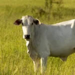 Atualização cadastral da ADAB fortalece agropecuária e mobiliza produtores rurais de Utinga