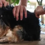 Campanha de vacinação antirrábica em Utinga amplia proteção de cães e gatos e reforça prevenção contra a raiva.