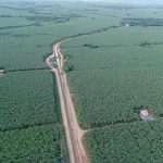 Produtores de banana do Velho Chico fazem greve contra queda no preço da fruta