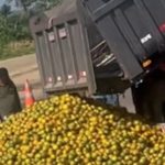 ‘Laranja na beira da estrada’: produtores baianos se unem a sergipanos para enfrentar crise