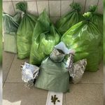 Polícia prende quatro pessoas transportando mais de 50 kg de maconha na Bahia