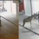 Homem usa cavalo para assaltar lanchonete de rodoviária na Bahia